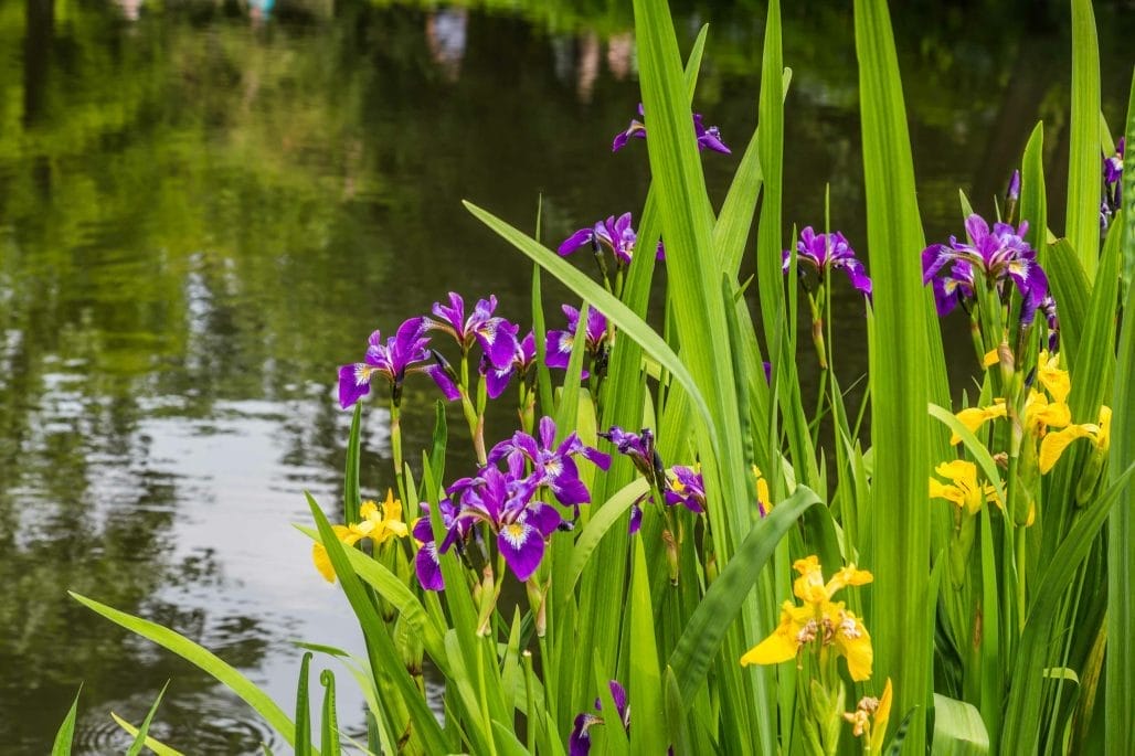 Aqua Pond, Pond Cleaning, Pond Repair, Pond Maintenance