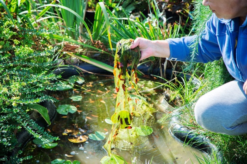 Aqua Pond, Pond Cleaning, Pond Repair, Pond Maintenance