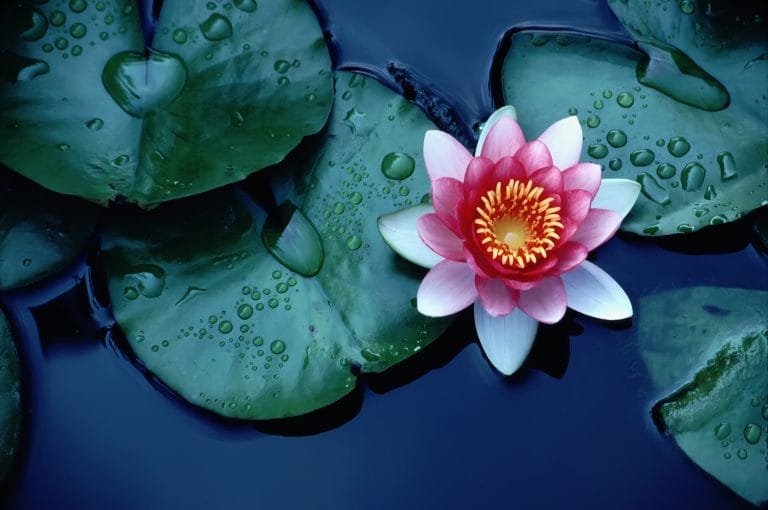 A Guide to Water Lilies: Cultivation, Care, and Varieties