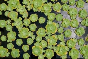 Floating Pond Plants: Enhancing Garden Aesthetics and Ecosystem Health