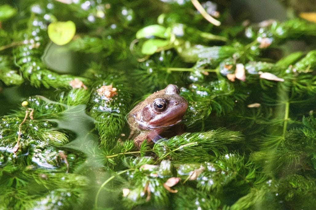 Common frog with head emerging above the water surrounded by pond weed