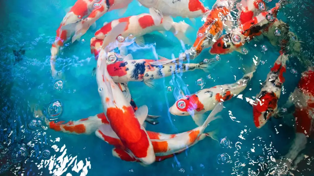 Cycle a Koi Pond