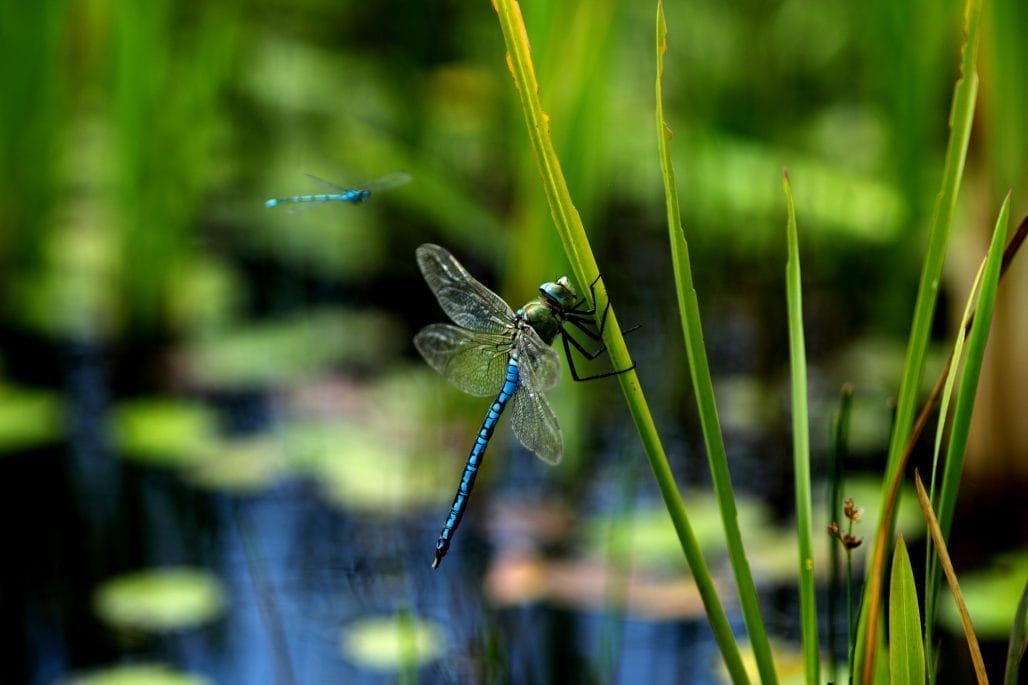 What Can You Find at the Edges of the Pond? Exploring Nature's Hidden Wonders