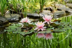 Pond Plants