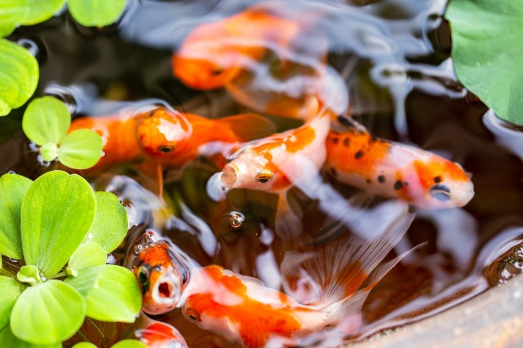 Salt in Koi Ponds