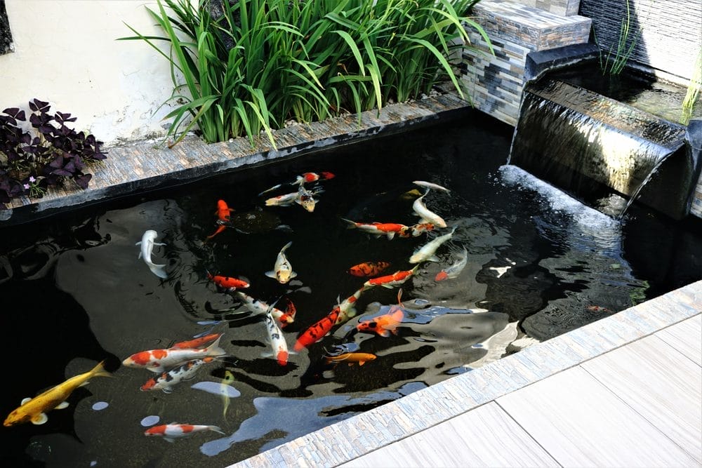 Smallest Koi Pond: Creating a Tranquil Oasis in Limited Space