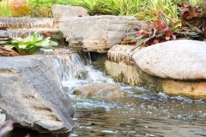 Ecosystem Pond: Essential Maintenance