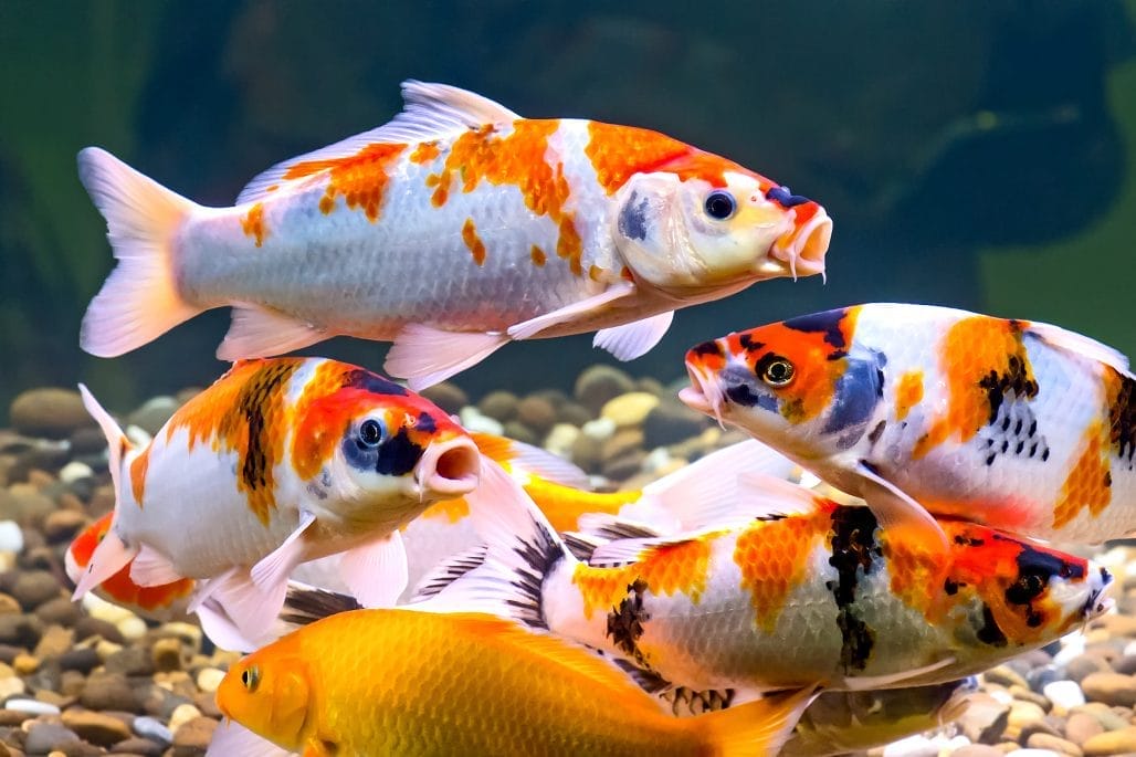 Koi Pond Treatments