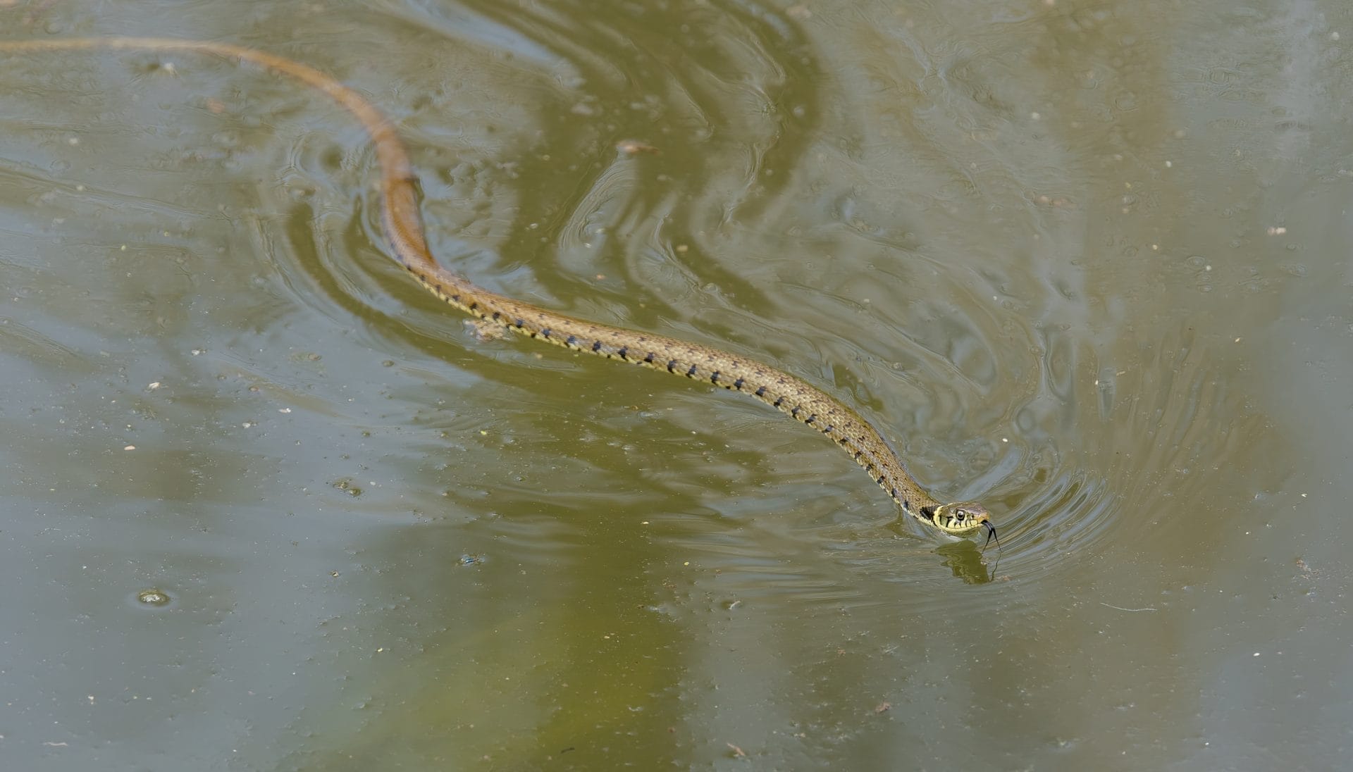 Where Can I Find Amphibians and Grass Snakes? Exploring Their Natural Habitats