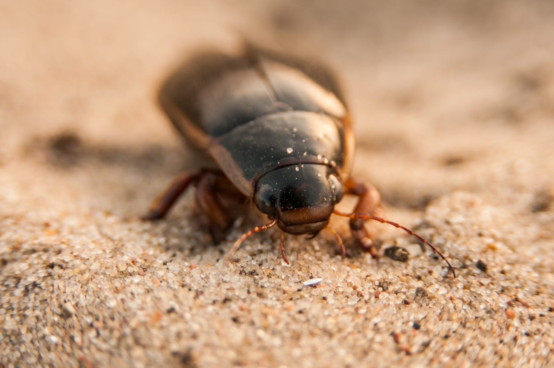 Great Diving Beetle